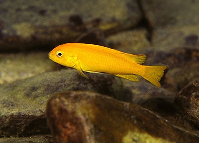 Pseudotropheus interruptus 'Chizumulu Island'